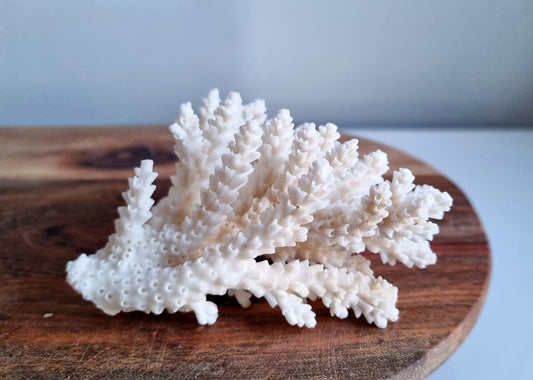Small Coral Decor