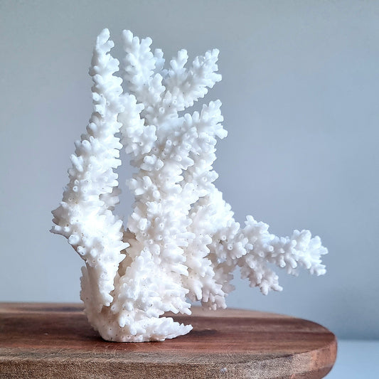 Medium Coral Decor