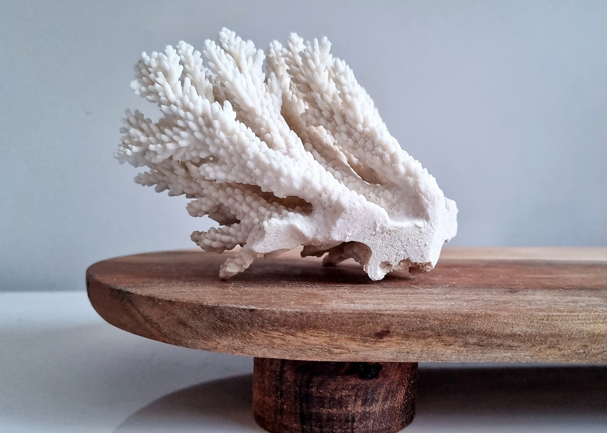 Large Coral Decor – White Coral Co.